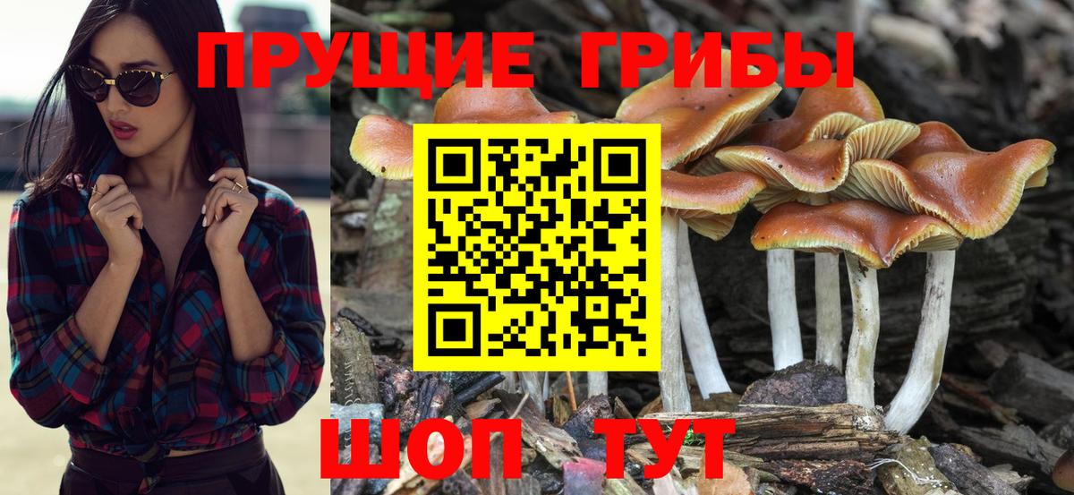 Псилоцибиновые грибы мицелий Кизляр